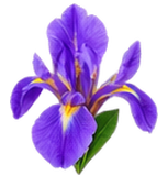 Iris