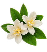 Jasmin