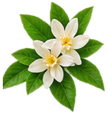 Fleur d’oranger