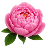 Pivoine