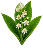 Lily of the valley