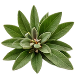 Sage