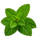 Menthe