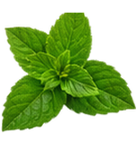 Patchouli